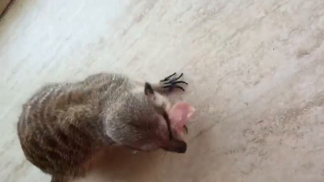 Сурикат Рокси, Suricata, Meerkats.