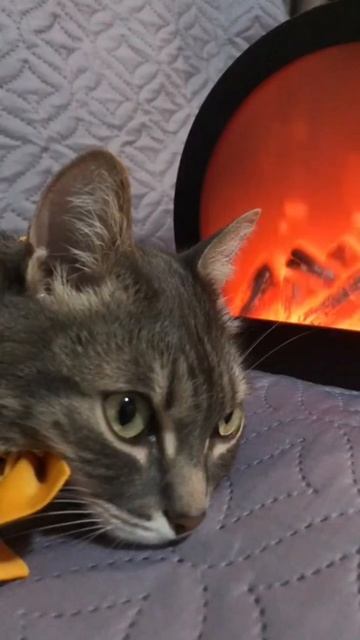Что провоцирует астматический приступ у котеек