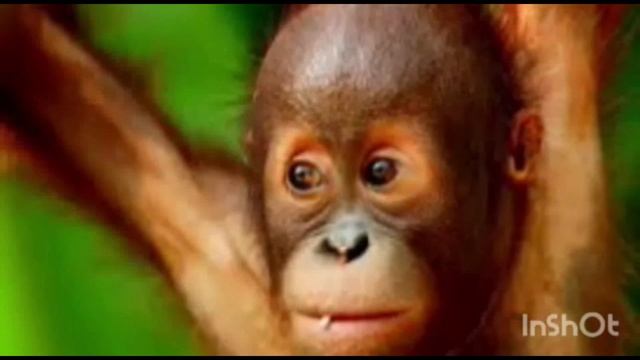 Orangutan monkey in Tamil.@Nature World Tamil смотреть онлайн