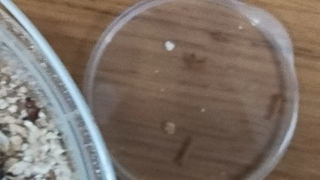 Муравьи Жнецы смотреть онлайн