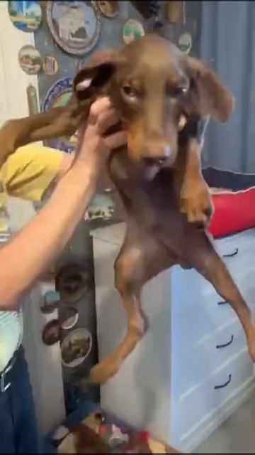 Щенок добермана смотреть онлайн