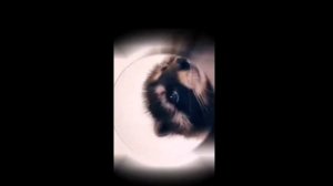 Raffaella Carra Pedro Jaxomy & Agatino Romero Remix, Pedro, pedro, pedrope, 🦝 Енот edition 🔥🔥🔥