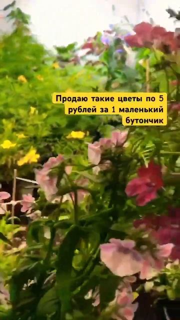 Съедобные цветы в рестораны #даогрин #съедобныецветы #сьедобныецветы #пищевыецветы