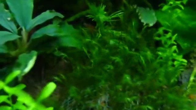 27.12.2013 г. Bucephalandra sp. Biblis ,West Kalimantan (цветение). смотреть онлайн