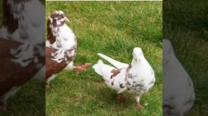 Очаковские высоколетные голуби