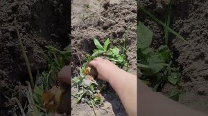 Картофель "под траву" по методу агронома Владимира Картелеева.