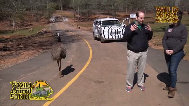 Wild Animal Weekend: Emu смотреть онлайн