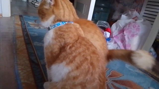 ЗНАКОМСТВО С ПУШИСТИКАМИ!ЕСТЬ КОТЯТА?! смотреть онлайн