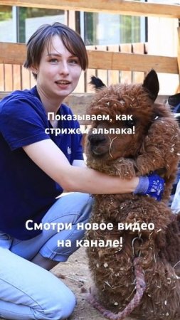 Стрижка альпака