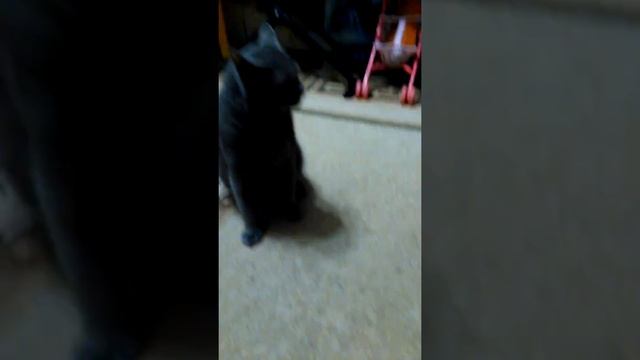 Кот злодей 5 смотреть онлайн