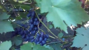 Мичуринский  виноград.(3).