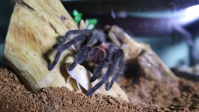 Feeding time Grammostola Iheringi смотреть онлайн