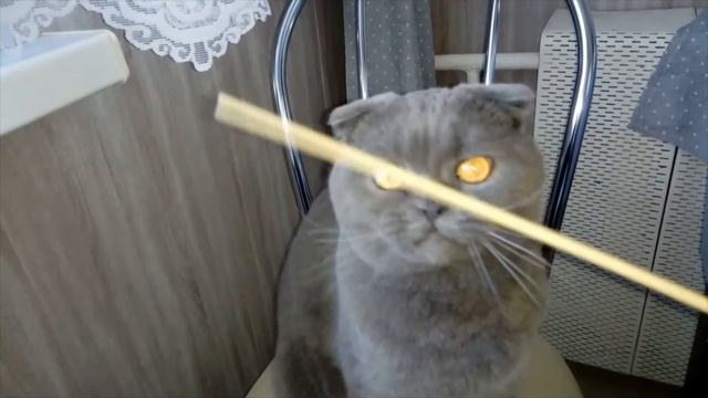Буш играет и нас развлекает! Играет с макарониной! Бесимся вместе! Активный кот!