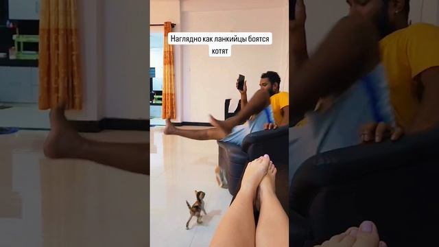 Как относятся к кошкам на Шри-Ланке смотреть онлайн