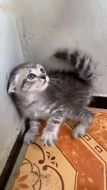 Anak singa VS anak kucing saat Marah kucing kitten kucinglucu kucingimut catlover cat