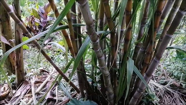 Tō (Sugarcane) - traditional cultivation смотреть онлайн