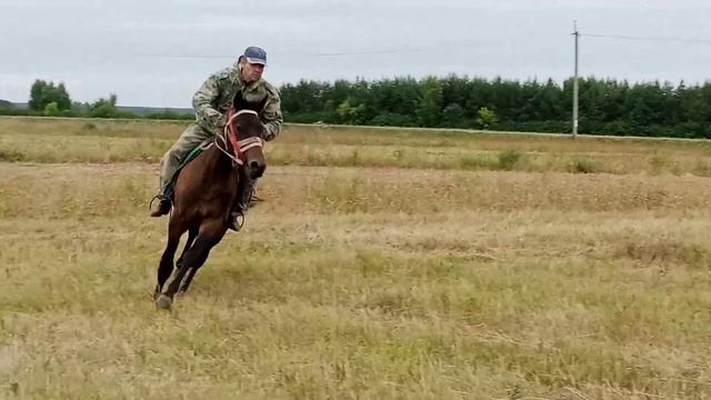 Кобыла полукровная. 2 года смотреть онлайн