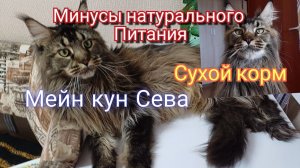 Минусы НАТУРАЛЬНОГО Питания для хозяина, Плюсы для питомца. Мейн кун Сева.