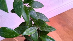 Hoya sp. Ko - Chang Island-Осенняя болячка...
