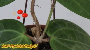 REAL BEAUTY HOYA SP. SARAWAK