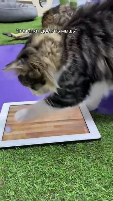 Коты украли планшет и играют