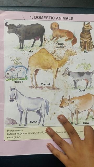 Domestic Animals by Nidhi #domesticanimals ##kidsknowledger #toddleractivities #funnyvideo