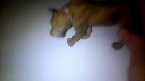 Прайд Львов 2 серия