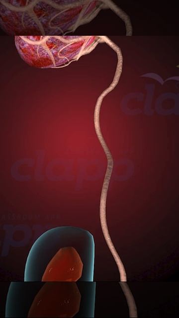 Precious Fetus & Placenta ( 3D Animation )