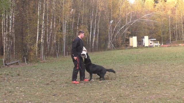 Чемпионат Москвы 2016 г. по ОКД и ЗКС. смотреть онлайн