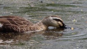 черная кряква