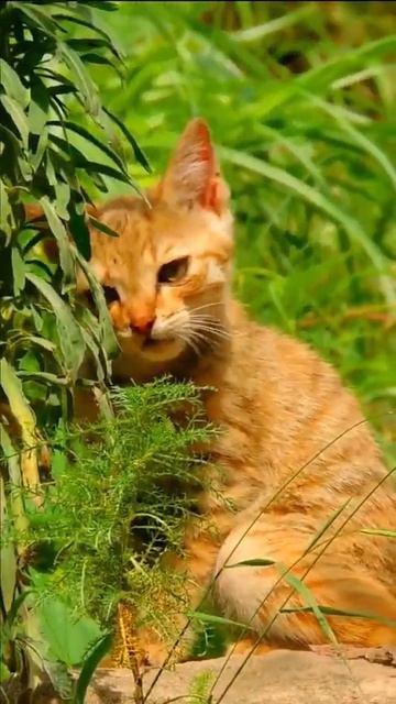jungle cat. #shorts #cat #youtubeshorts смотреть онлайн