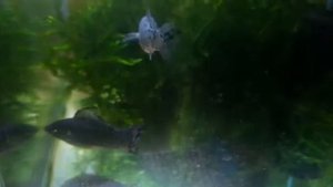 Моллинезия Велифера Графит