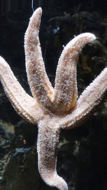 ये मचली बिलकुल तारे जैसी दिखती है/ स्टारफिश #starfish #SHORTS #FACTS смотреть онлайн