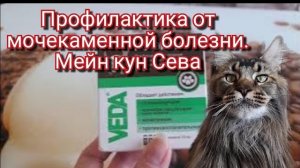 Профилактика от мочекаменной болезни. Мейн кун Сева.