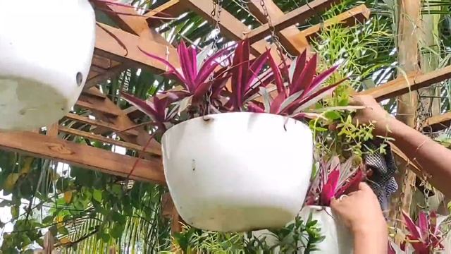 Riyo plants clean up|Hidaya's Home Garden|Haseena Jabbar 🌿🌷🌷✨