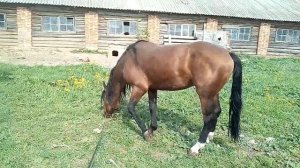 Красавчик, кабардинская лошадь