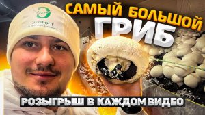 САМЫЙ БОЛЬШОЙ ГРИБ | БИЗНЕС НА ГРИБАХ | ДВ 21