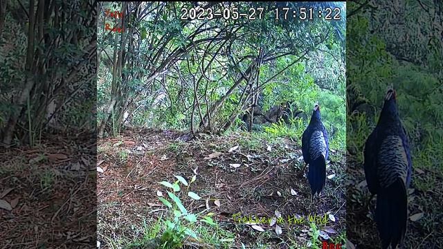 Just for 15 Minutes They Were Togeather and than She left | Nainital Himalaya смотреть онлайн