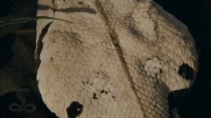 Габонская гадюка