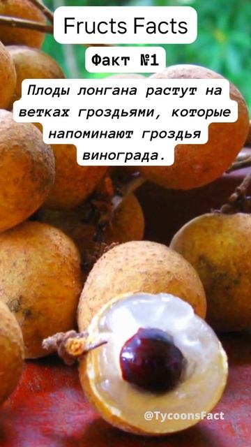 Fructs Facts Longan #shorts #fruit #facts #health #help #longan #лонга смотреть онлайн