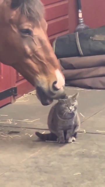 OMG! Cat Cute and horse 🐎🐈#shorts смотреть онлайн