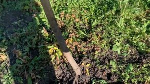 Арахис в Сибири