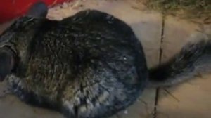 инсульт у шиншиллы