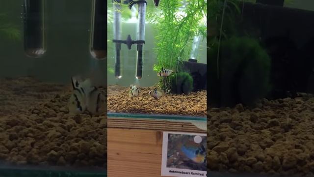 Mikrogeophagus ramirezi смотреть онлайн