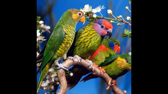 Попугай смотреть онлайн