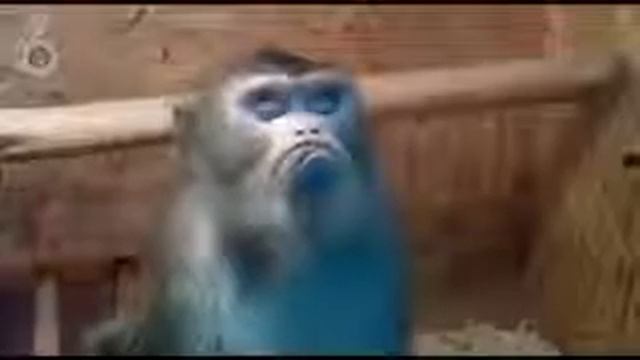 Грустная абезьянка
