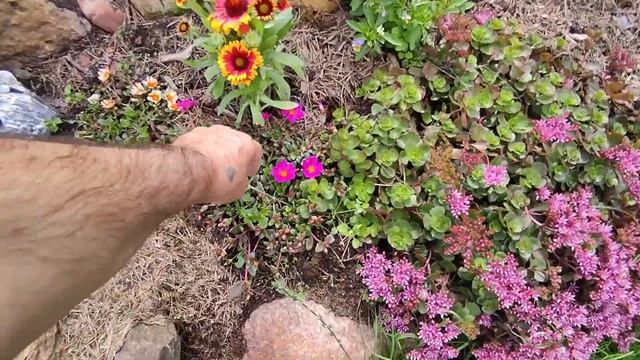 ОБЗОР НАШЕГО САДА 6 ИЮЛЯ . ВСЁ ЦВЕТЁТ И ПАХНЕТ . СОБАЧКА ХОЧЕТ ИГРАТЬ . ЗАБЫЛ ВЫКЛЮЧИТЬ ОЗОНАТОР смотреть онлайн