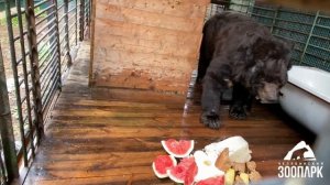 Медведь-долгожитель умер в Челябинском зоопарке