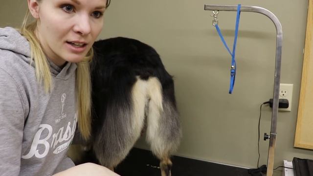 Grooming Your Dog at Home - Australian Shepherd Guide смотреть онлайн