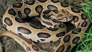 самое опасная змея в Азий